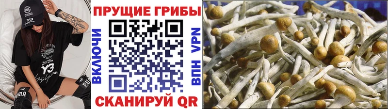 Псилоцибиновые грибы Cubensis Сенгилей